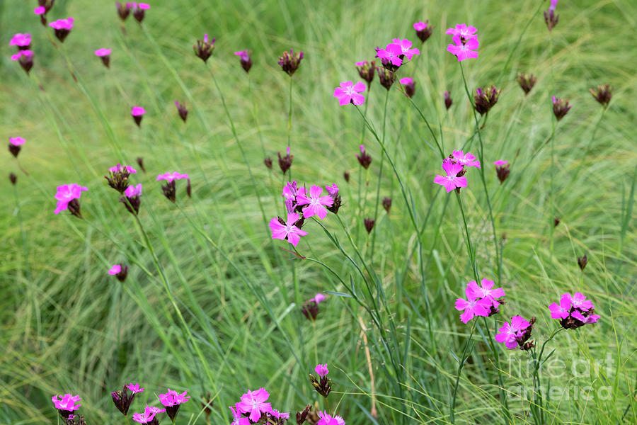German Pink Flowers Photograph by Tim Gainey
