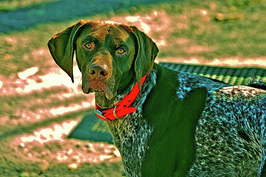 German Pointer  Photograph by Dennis Baswell