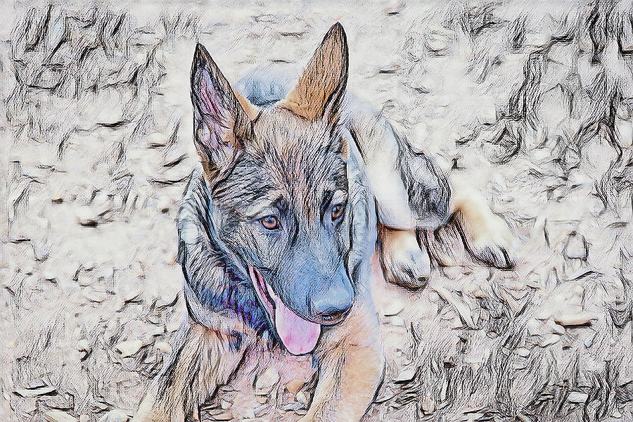 German Shephard Photograph by Dennis Baswell