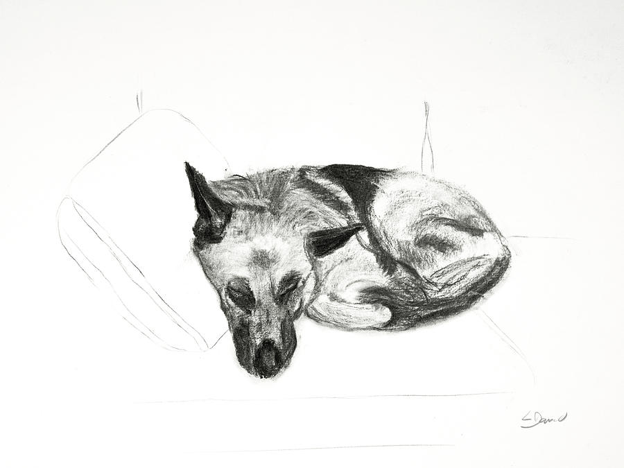 German Shepherd Alsatian dog sleeping on couch Drawing by Lee Furlong ...