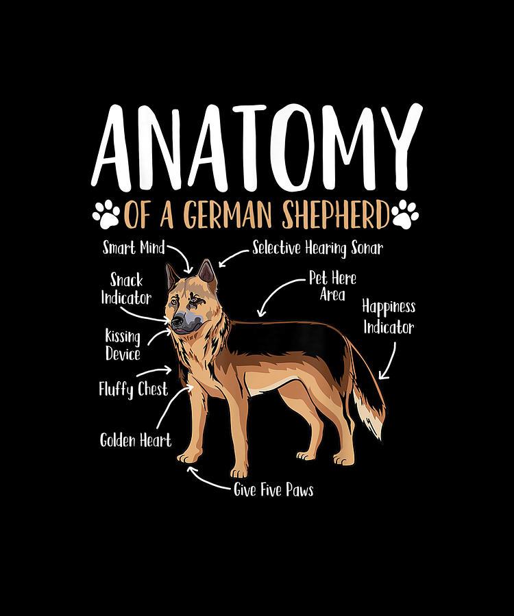 German Shepherd Dog Anatomy Drawing by Yvonne Remick