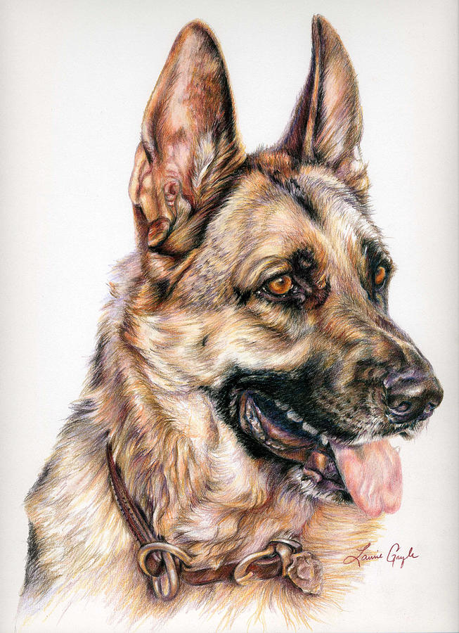 German Shepherd Dog Jago Drawing By Laurie Gayle - Fine Art America