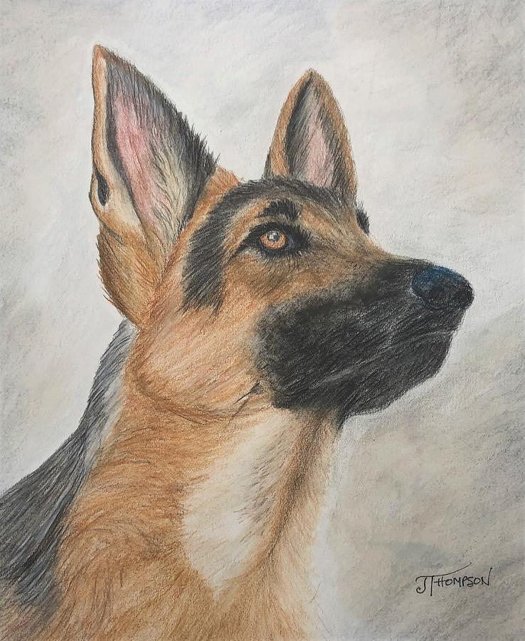 German Shepherd Drawing - German Shepherd Dog by Judy Thompson