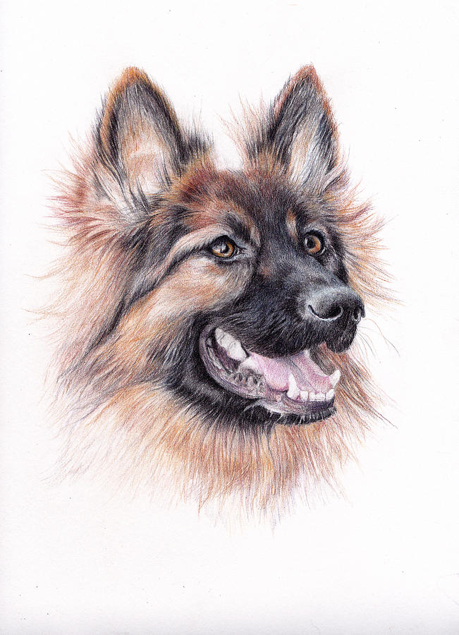 German Shepherd Dog Portrait Painting by Debra Hall