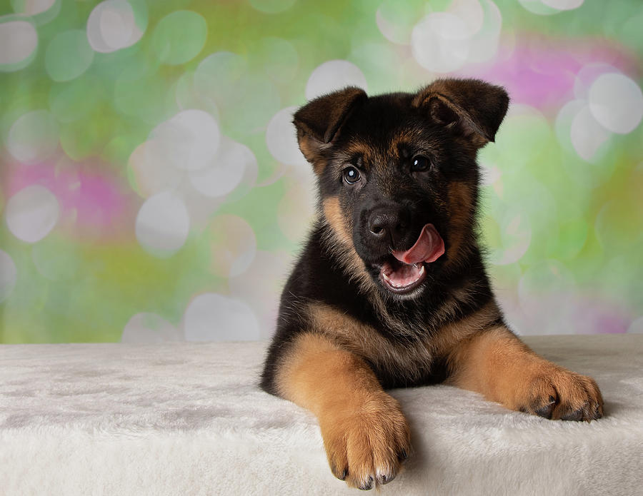 German Shepherd Dog Tongue Puppy Photograph by Ashley Swanson - Fine ...