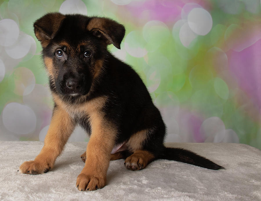 German Shepherd Portrait Puppy Dog Sit Photograph by Ashley Swanson ...