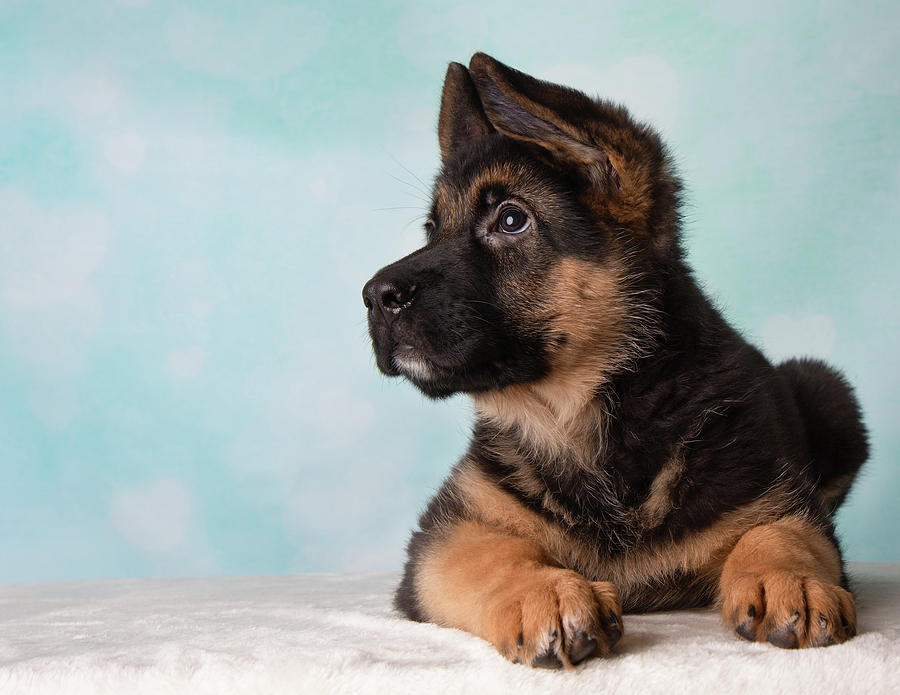 German Shepherd Puppy Blue Background Looking Up Photograph by Ashley ...