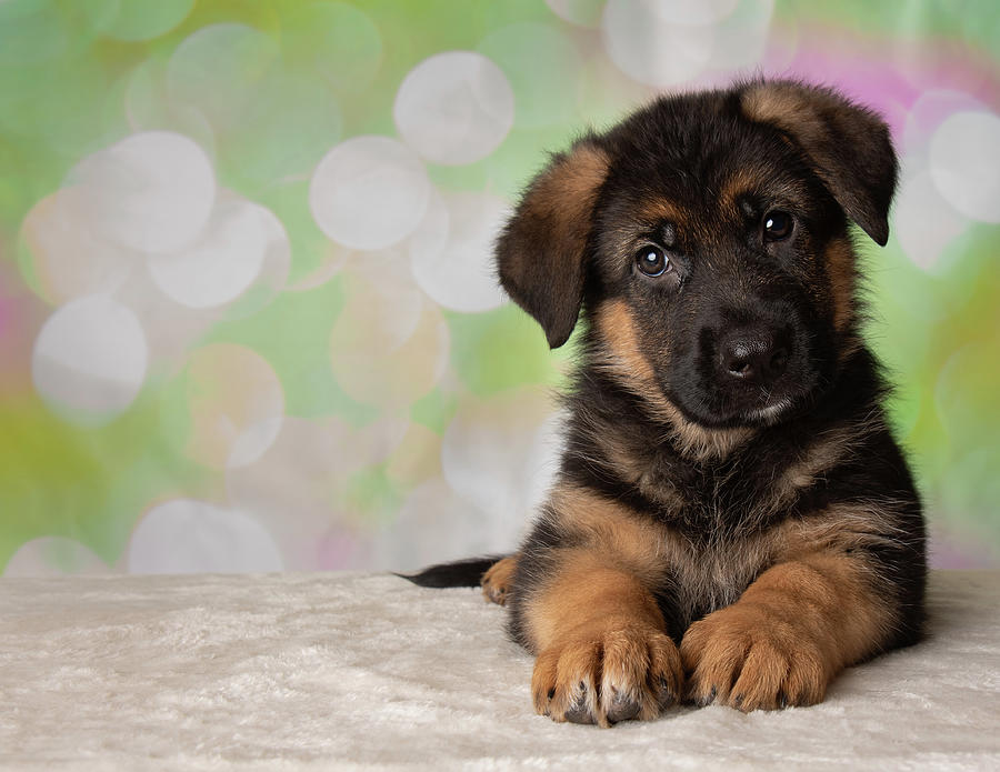 German Shepherd Puppy Dog Portrait Photograph by Ashley Swanson - Fine ...