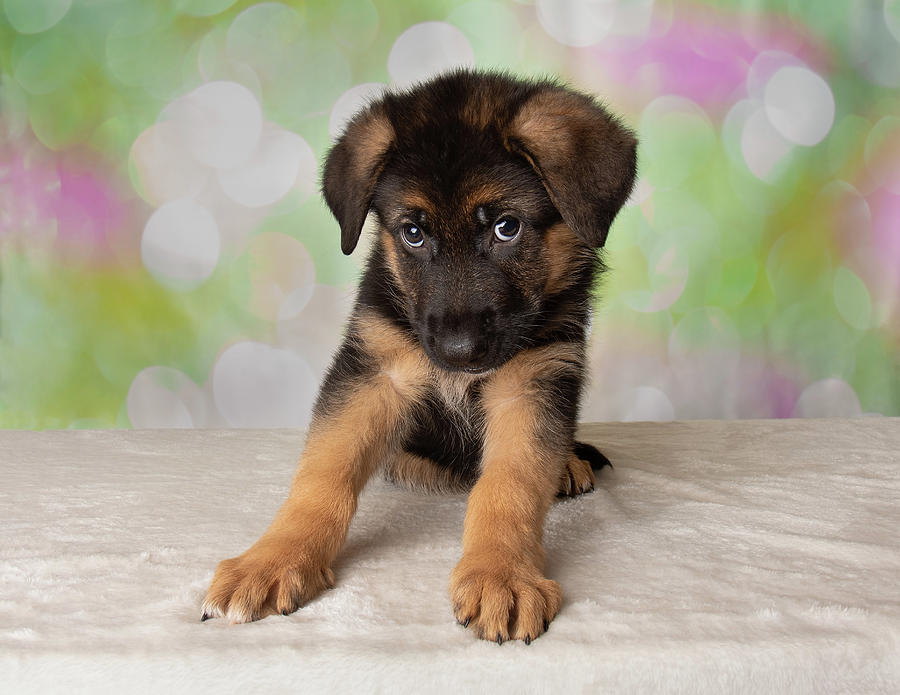 German Shepherd Puppy Cute USA Stores Www pinnaxis