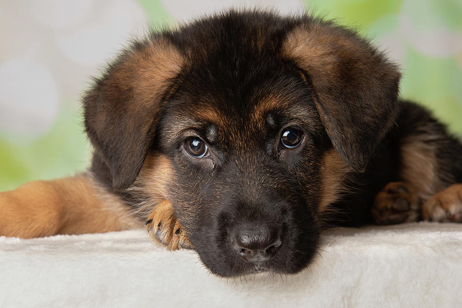 German Shepherd Puppy Dog Portrait Face Photograph by Ashley Swanson