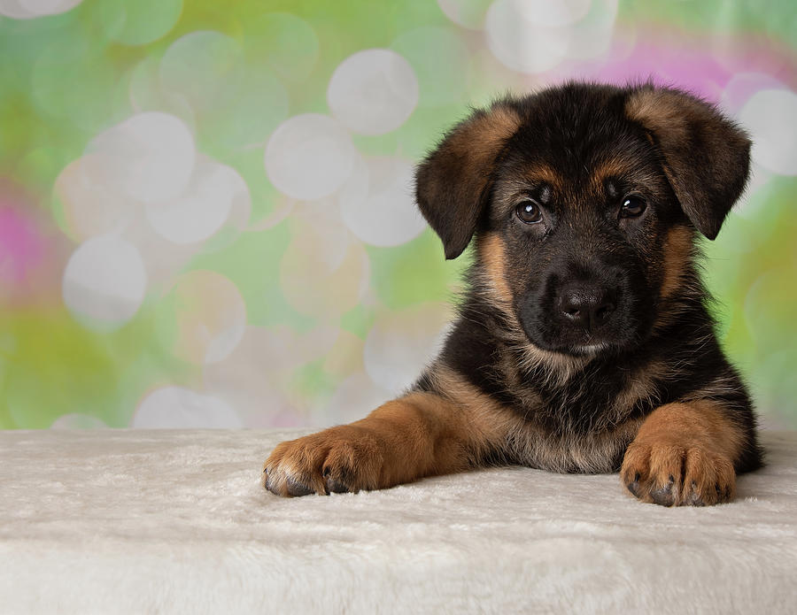 German Shepherd Puppy Dog Portrait Lie Photograph by Ashley Swanson ...