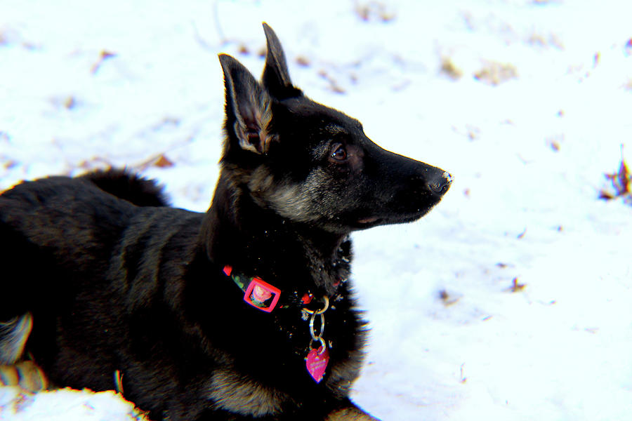 German Shepherd Puppies In Snow