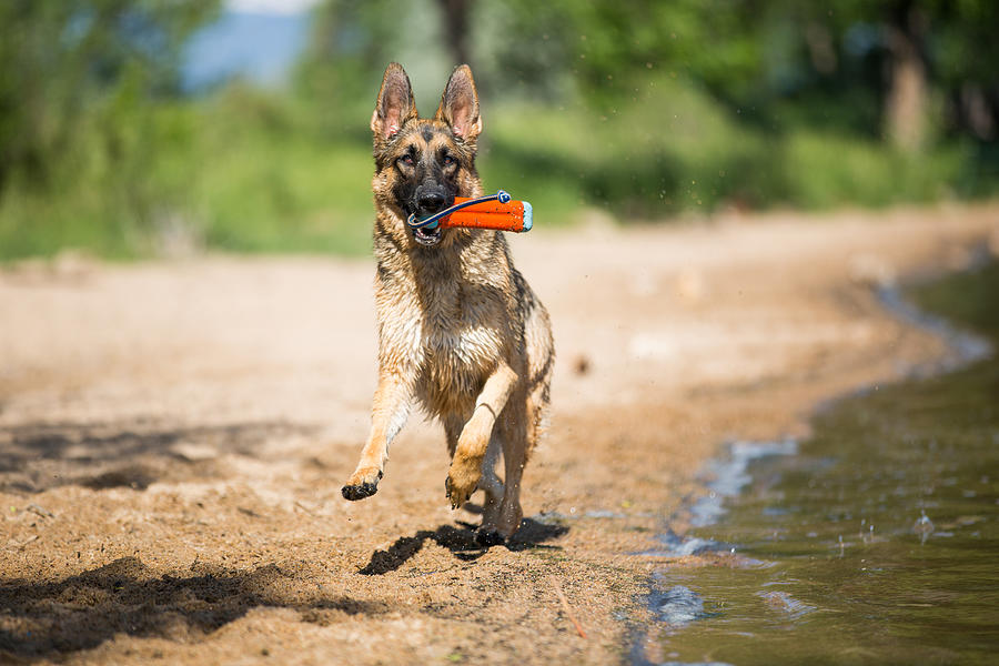 German Shepherd Running on Beach with Toy Photograph by Purple Collar Pet Photography