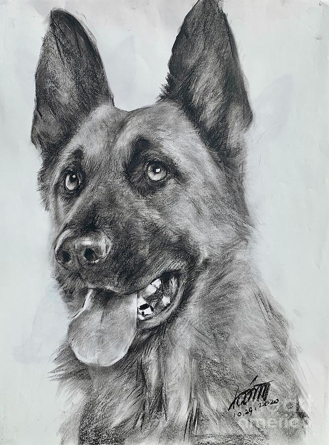 German Shepherds Portrait By Charcoal Pencil Drawing By Wendy Huang