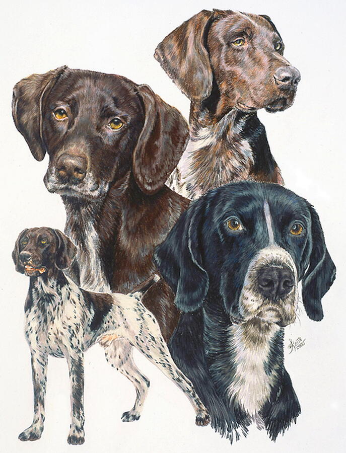 German Short-haired Pointer Montage Drawing by Barbara Keith