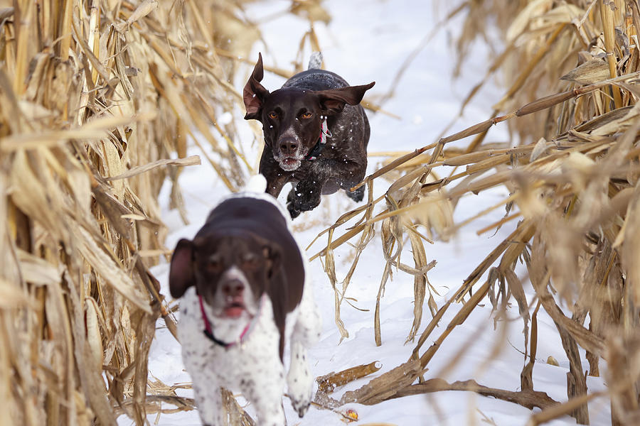 German Shorthair Pointer Photograph by Brook Burling German Shorthair Pointer Photograph by Brook Burling