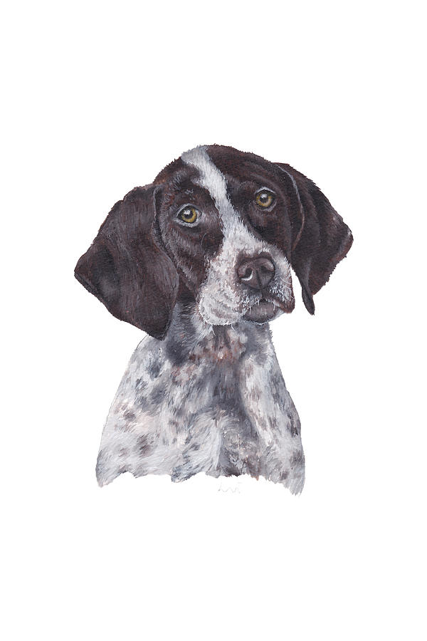 Dog Painting - German Shorthair Pointer by Katherine Klimitas