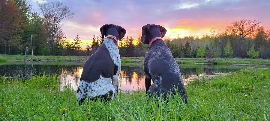 German Shorthair Pointers Pond Photograph by Brook Burling