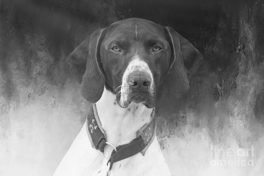 Dog Photograph - German Shorthaired Pointer BW by Elisabeth Lucas