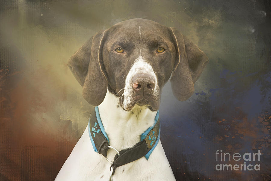Dog Mixed Media - German Shorthaired Pointer Eight by Elisabeth Lucas