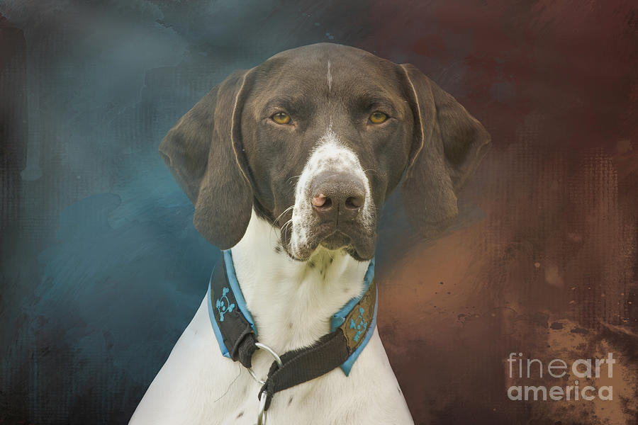 Dog Photograph - German Shorthaired Pointer Four by Elisabeth Lucas