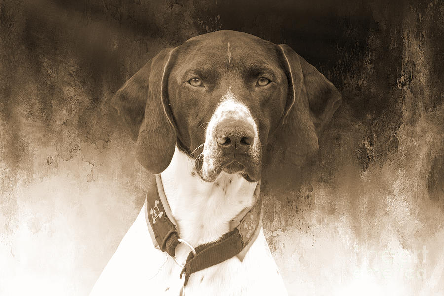 Dog Photograph - German Shorthaired Pointer Sepia by Elisabeth Lucas
