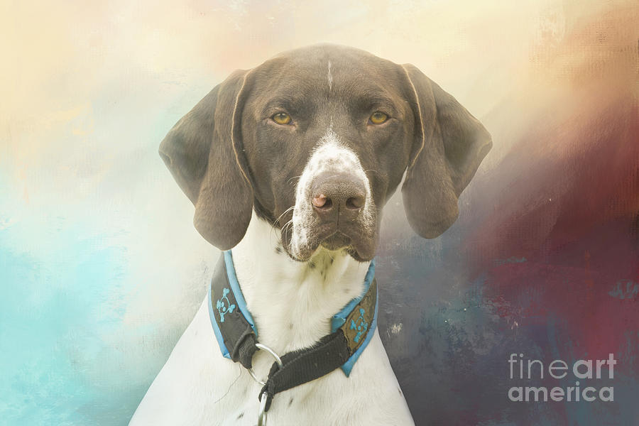 Dog Photograph - German Shorthaired Pointer Seven by Elisabeth Lucas