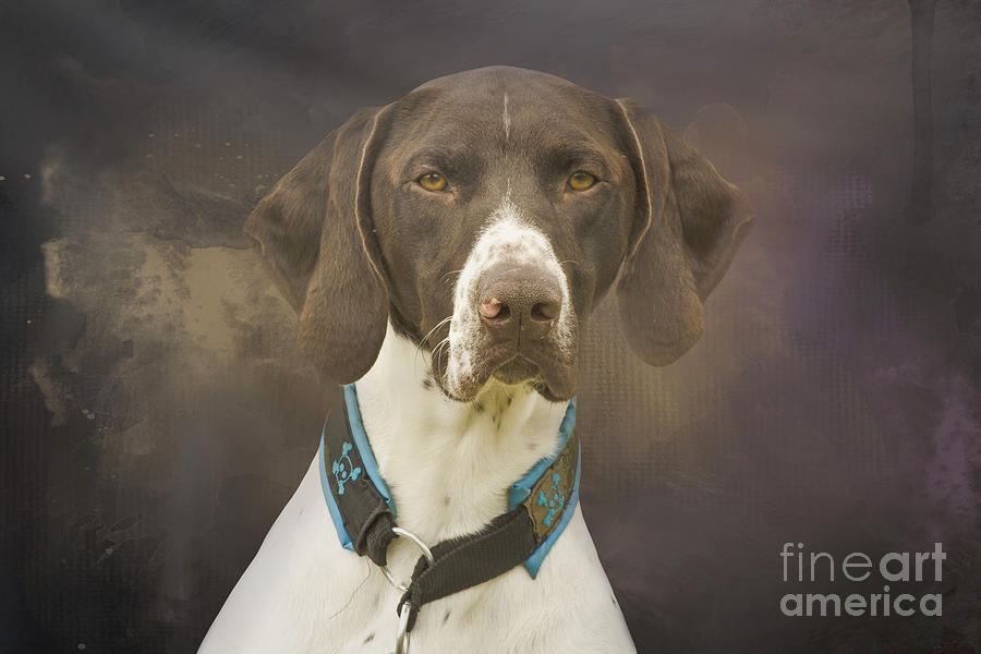 Dog Photograph - German Shorthaired Pointer Six by Elisabeth Lucas