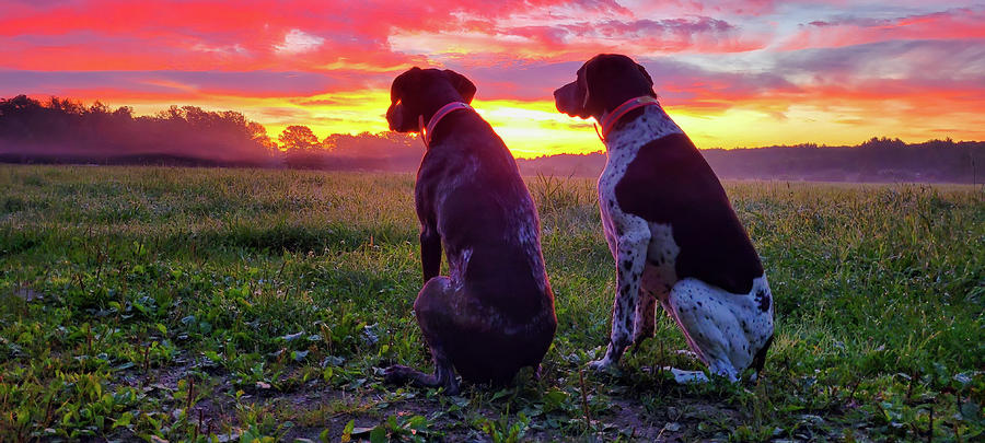German Shorthaired Pointer Sunrise Photograph by Brook Burling