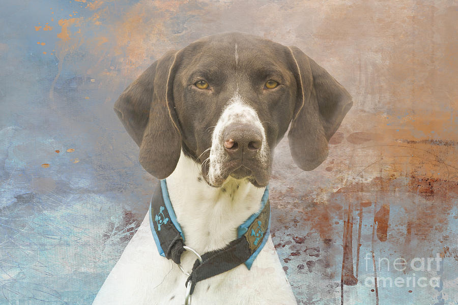 Dog Photograph - German Shorthaired Pointer Three by Elisabeth Lucas
