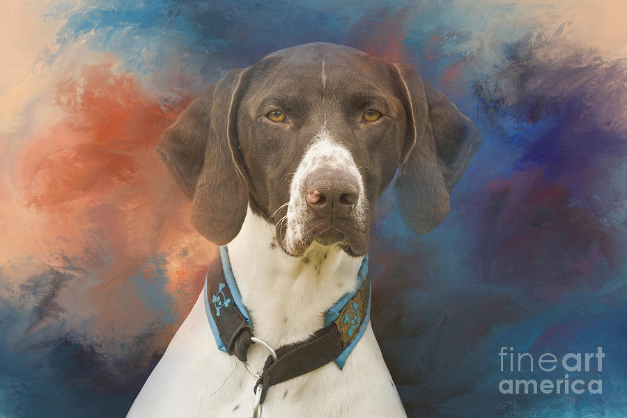 Dog Photograph - German Shorthaired Pointer Two by Elisabeth Lucas