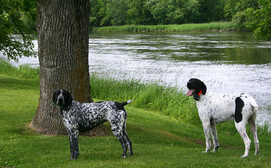 German Shorthaired Pointers Photograph by Kay Novy
