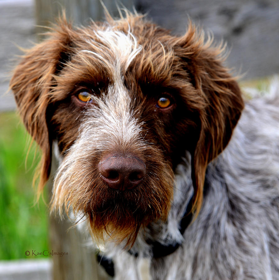 German Wirehaired Pointer  Photograph by Kae Cheatham