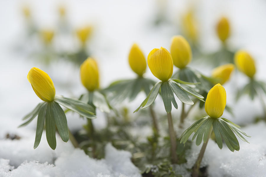 Germany, Bavaria, Winter aconite in snow Photograph by Westend61