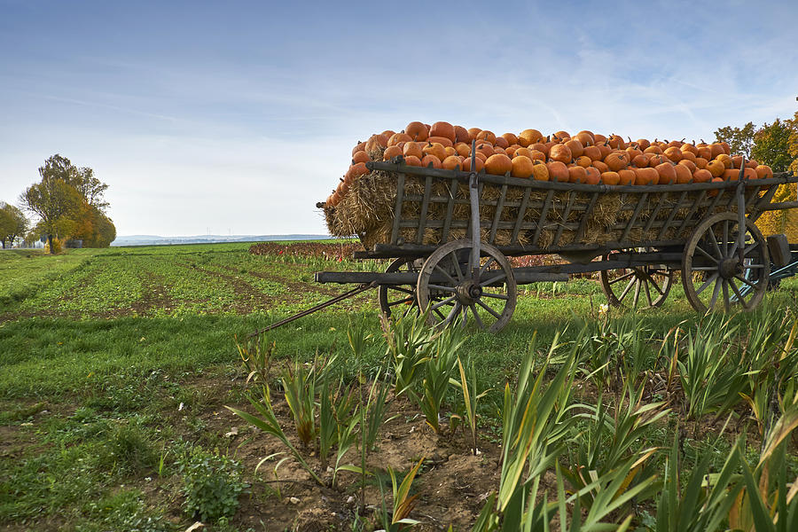 Germany, Kirchheimbolanden, harvested pumpkins on a cart Photograph by Westend61