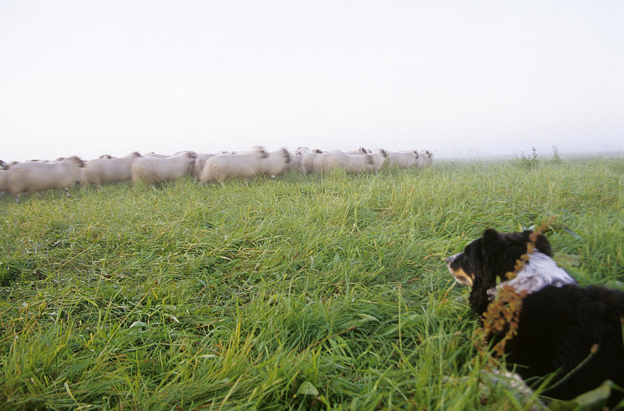 Germany, Lower Saxony, Border Collie, Herd of sheep grazing in field Photograph by Mel Stuart
