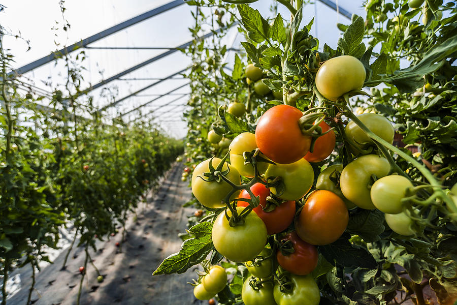 Germany, Organic tomatoes growing in greenhouse Photograph by Westend61