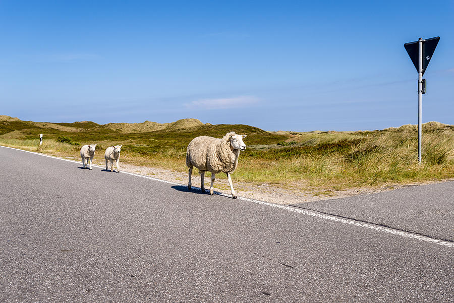 Germany, Schleswig-Holstein, Sylt, Sheep walking on roadside Photograph by Westend61