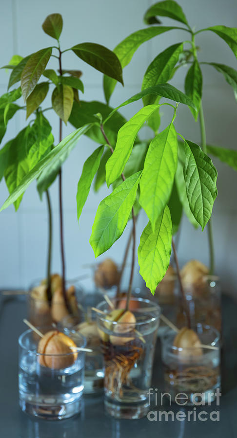 Germinating Avocado Pit Photograph By Anna Om - Pixels