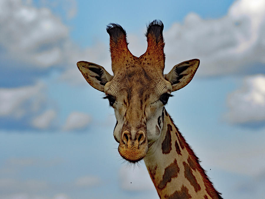 Gerome the Giraffe Photograph by Daniel B Smith - Fine Art America