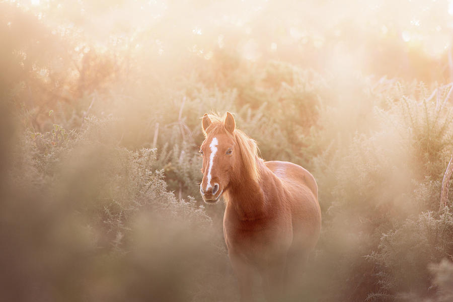 Gertrude - Horse Art Photograph by Lisa Saint