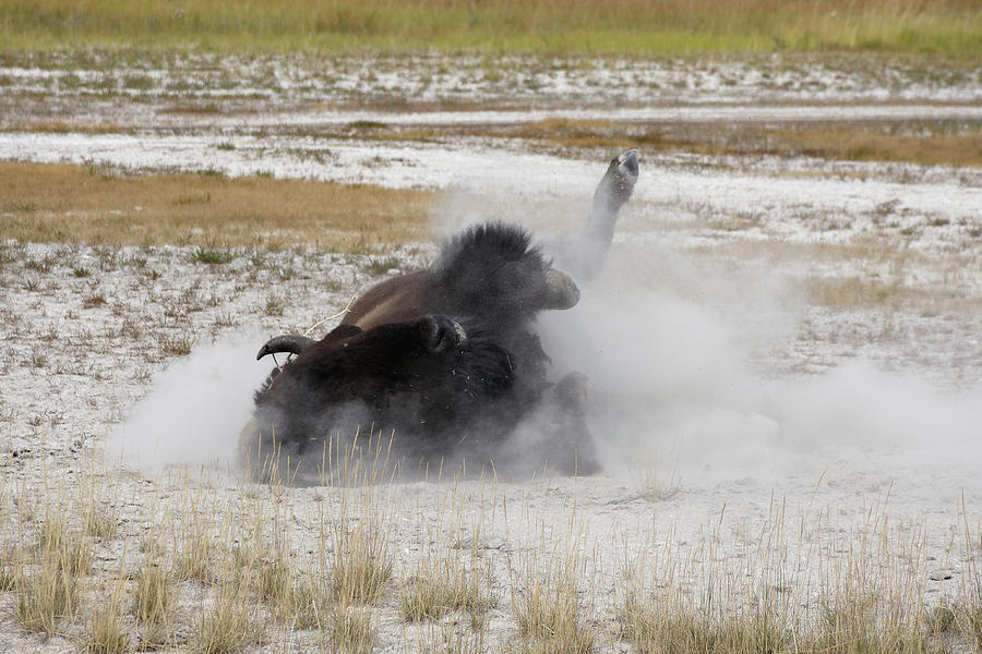 Get It Off Me -- American Bison Wallowing in Yellowstone National Park, Wyoming Photograph by Darin Volpe