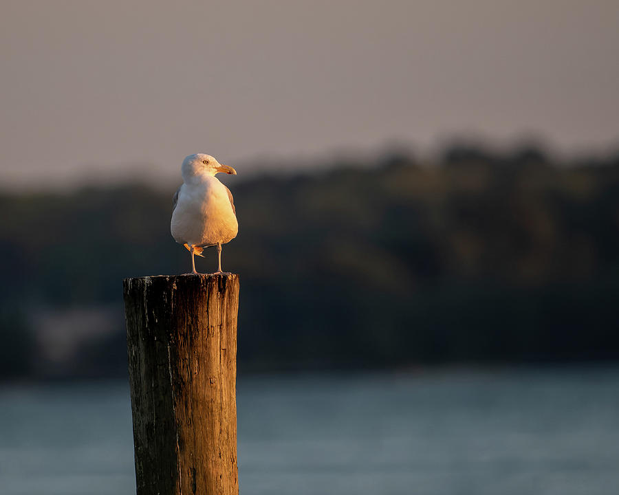 get-my-good-side-photograph-by-scott-hopwood-fine-art-america