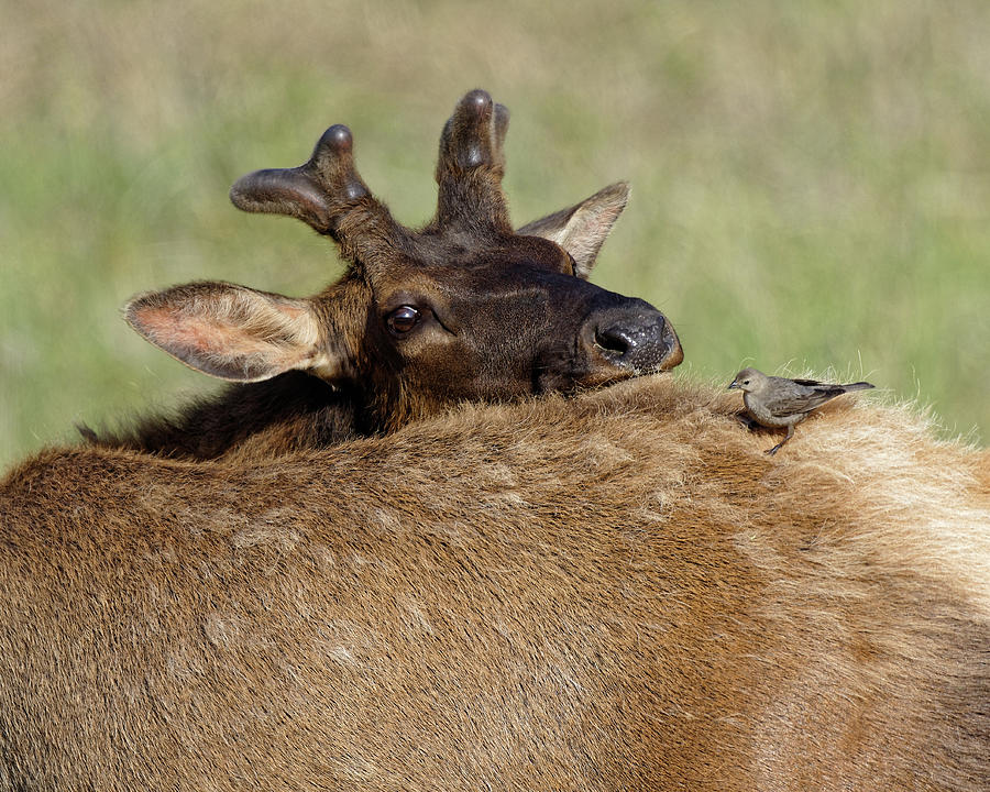 Get Off My Back -- Roosevelt Elk and Brown-Headed Cowbird in Redwood National Park, California Photograph by Darin Volpe