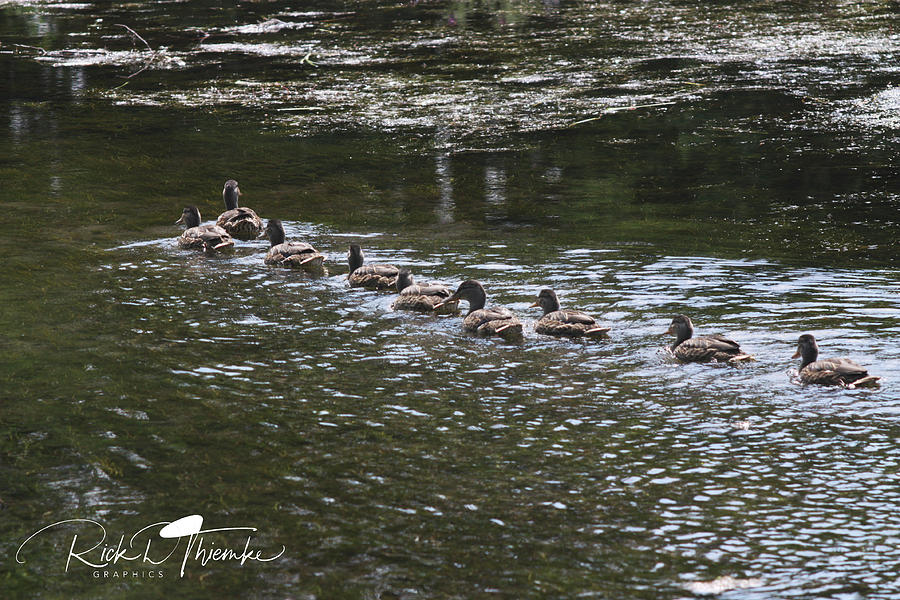 Get Your Ducks in a Row by Rick Thiemke Get Your Ducks in a Row by Rick Thiemke
