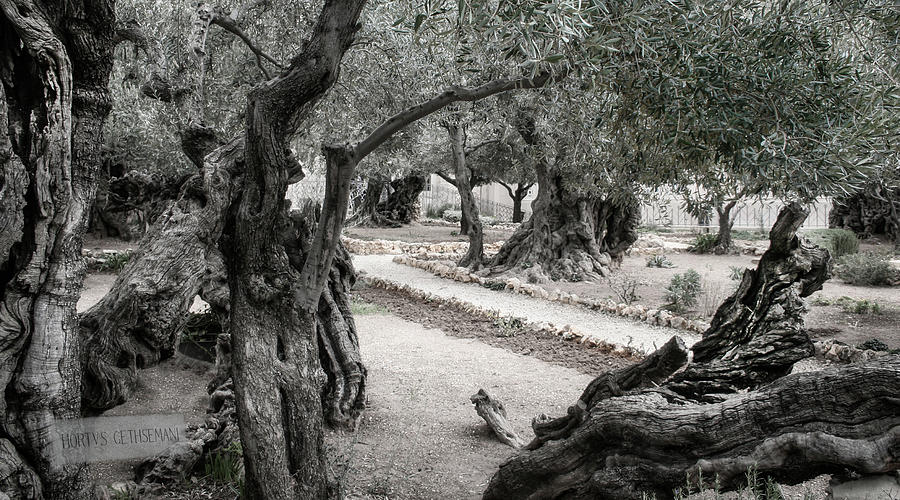 Gethsemane Photograph by M Kathleen Warren