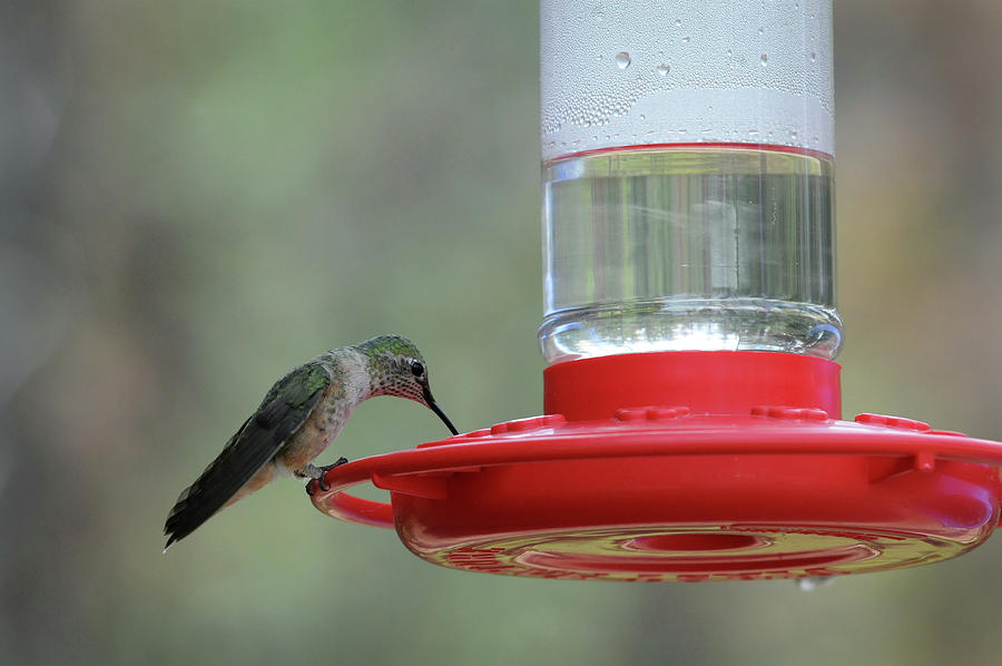 Getting a Drink, 2-Hummingbird, Northern Colorado Photograph by Richard Porter