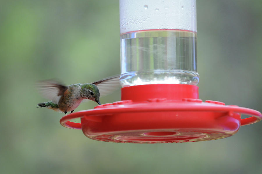 Getting a Drink, 4-Hummingbirds, Northern Colorado Photograph by Richard Porter