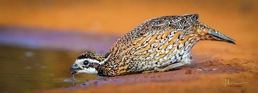 Northern Bobwhite Photograph - Getting A Drink by Carol Fox Henrichs Northern Bobwhite Photograph - Getting A Drink by Carol Fox Henrichs
