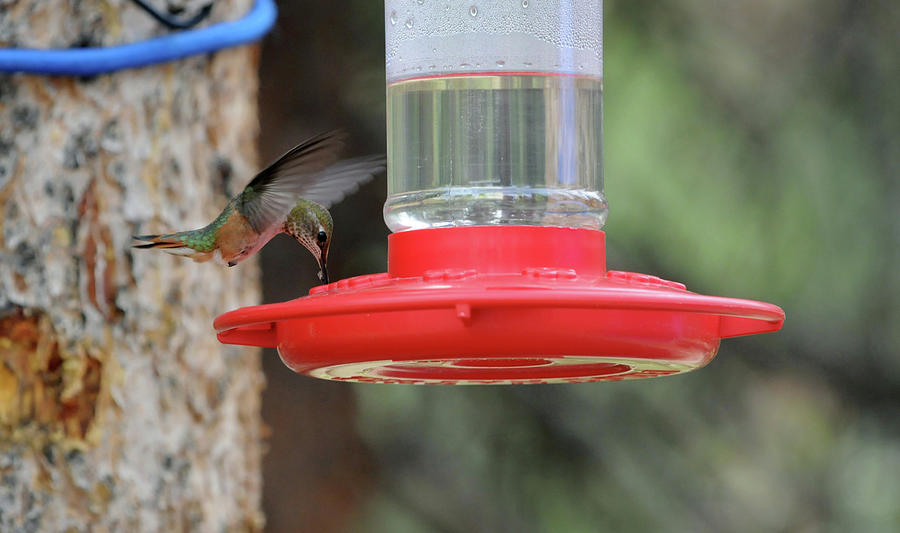 Getting a Drink-Hummngbird, Northern Colorado Photograph by Richard Porter